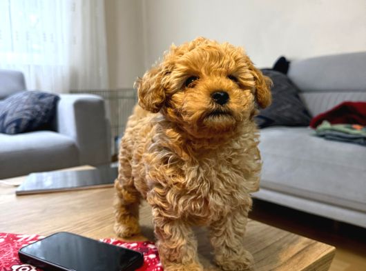 Kore Kan Poodle Yavru