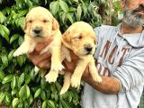 Golden Yavrulari Mama Ve Malzeme Kampanyali