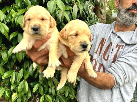 Golden Yavrulari Mama Ve Malzeme Kampanyali