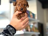 Güzelliğin Saf Hali Toy Poodle