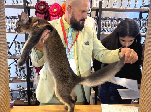 Bizzat Sampıyon Erkek Maıne Coon görsel