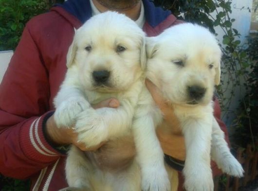 Golden Yavrulari Mama Ve Malzeme Kampanyali görsel