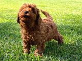 Red Brown Toy Poodle Yavruları İstanbul