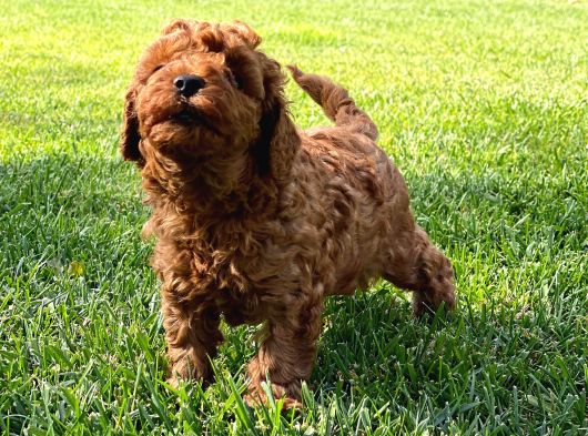 Red Brown Toy Poodle Yavruları İstanbul görsel