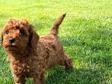 Red Brown Toy Poodle Yavruları İstanbul