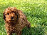 Red Brown Toy Poodle Yavruları İstanbul
