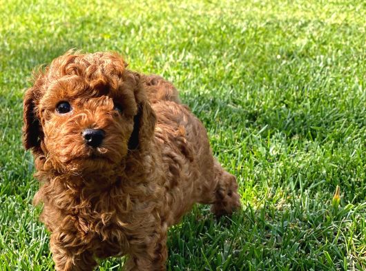 Red Brown Toy Poodle Yavruları İstanbul