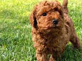 Red Brown Toy Poodle Yavruları İstanbul