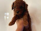 Toy Poodle Yavru Mama Ve Malzeme Kampanyalı