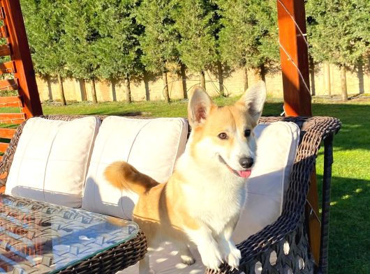 Welsh Corgi En Özeli görsel