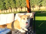 Welsh Corgi En Özeli