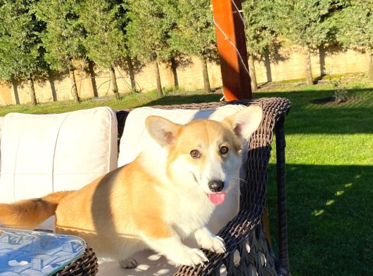 Welsh Corgi En Özeli