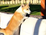 Welsh Corgi En Özeli