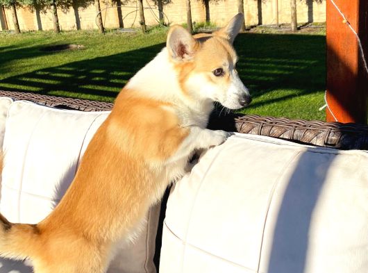 Welsh Corgi En Özeli görsel