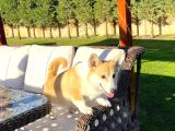 Welsh Corgi En Özeli