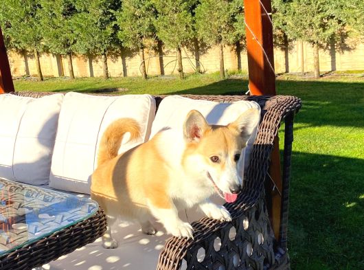 Welsh Corgi En Özeli görsel