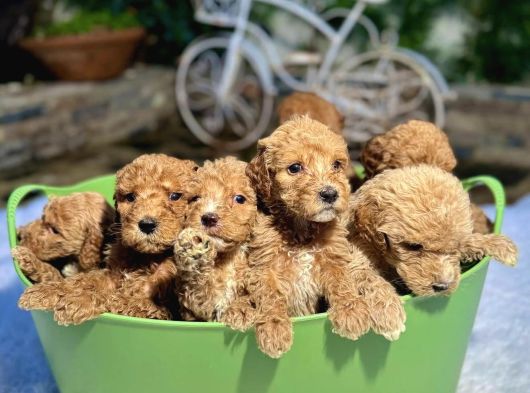 Kova Dolusu Malti̇poo Yavrulari