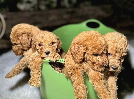 Kova Dolusu Malti̇poo Yavrulari görsel