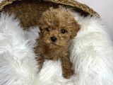 Mi̇cro Poodle Yavrulari