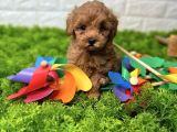 MİNNAK MALTİPOO YAVRULARI