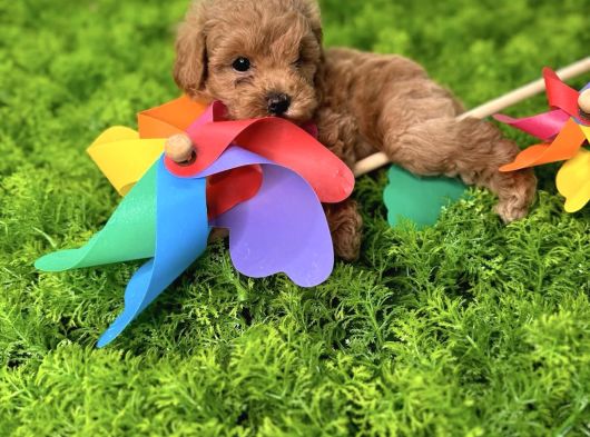 Mi̇nnak Malti̇poo Yavrulari görsel