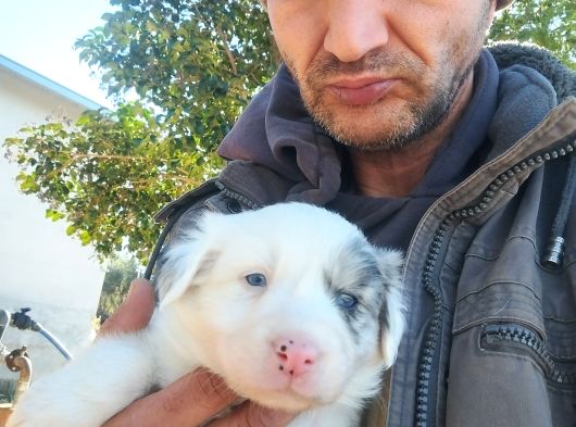 6 Aralık Doğumlu Yavrularımız Rezerveye Açıktır görsel