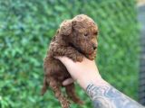 Red Poodle bebekler