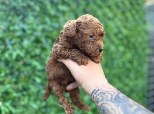 Red Poodle Bebekler
