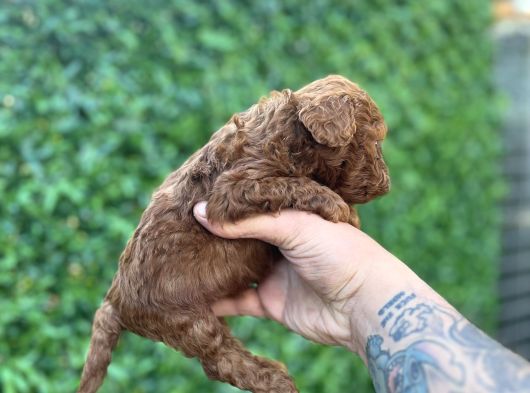 Red Poodle Bebekler görsel