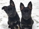 Elit Kan solid black Alman Çoban köpeği Yavrusu