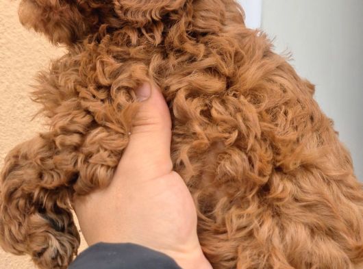 Toy Boy Anne Babadan Kısa Burun Red Toy Poodle Erkekler görsel