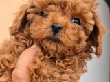 Toy Boy Anne Babadan Kısa Burun Red Toy Poodle Erkekler
