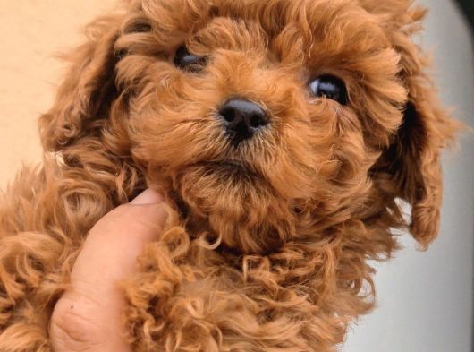Toy Boy Anne Babadan Kısa Burun Red Toy Poodle Erkekler görsel