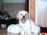Labrador Retriever Yavrulari Istanbul
