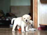 Labrador Retriever Yavrulari Istanbul