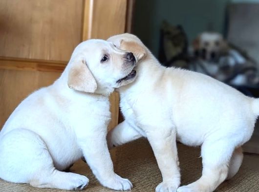 Labrador Retriever Yavrulari Istanbul görsel