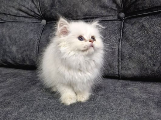 Teslime Hazır British Longhair görsel