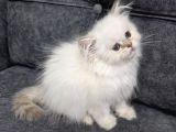 Teslime Hazır British Longhair