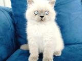 British Shortair Blue Point Yavrusu