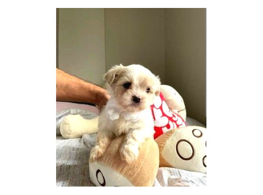 Topak Gibi Maltipoo Yavrularımız