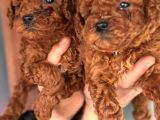 Redbrown Toy Poodle Yavrularım