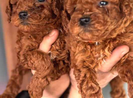 Redbrown Toy Poodle Yavrularım görsel