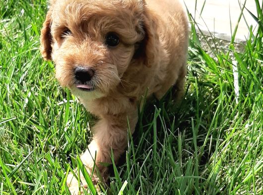 Maltipoo Yavruları Sizleri Bekliyor görsel