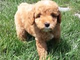 Maltipoo Yavruları Sizleri Bekliyor