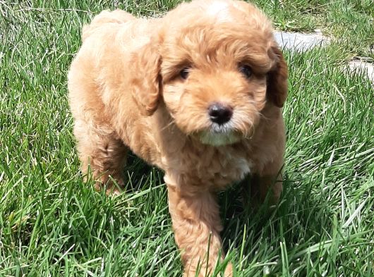 Maltipoo Yavruları Sizleri Bekliyor görsel