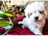 Topak Gibi Maltipoo Yavrularımız