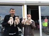 WC EGİTİMLİ MALTİPOO YAVRULARIMIZ DİŞİ ERKEK ANKARA MAĞAZA