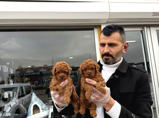 Türki̇yeni̇n En Güzel Toy Poodle Yavrulari Di̇şi̇ Erkek Ankara