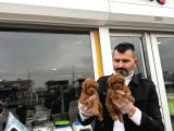 Türki̇yeni̇n En Güzel Toy Poodle Yavrulari Di̇şi̇ Erkek Ankara