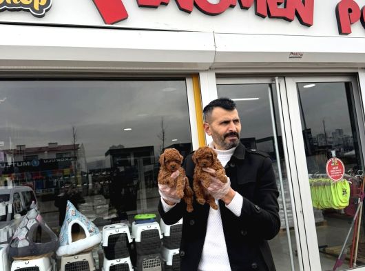 Türki̇yeni̇n En Güzel Toy Poodle Yavrulari Di̇şi̇ Erkek Ankara görsel